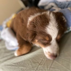 Meet your Posher, Carolina